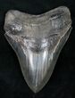 Dark, Serrated Megalodon Tooth #12302-1